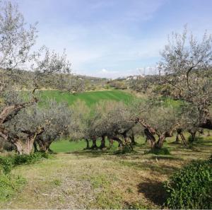 Antico Frantoio - Country House