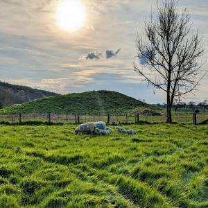 Sycamore Shepherds Hut