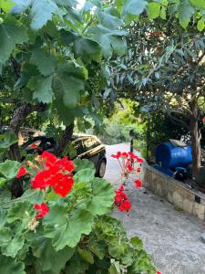 Apartments Mornar