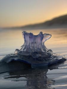 Wild Comforts at Springerbaai