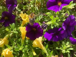 Ferienwohnungen Hubertus