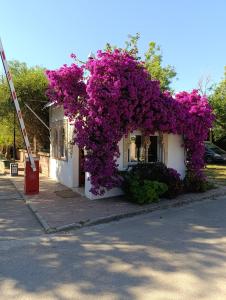 Apartamentos Camping El Palmar