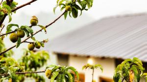 LiveAway Mukteshwar, Nainital by PACK