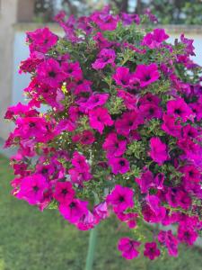 Ferienwohnungen Abendsonne - 8 Gehminuten zum EP