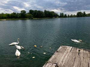 Lotus apartman on the Lake