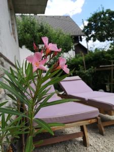 Apartma Oreh Vila Ziba