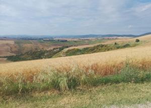 Podere Cedrola