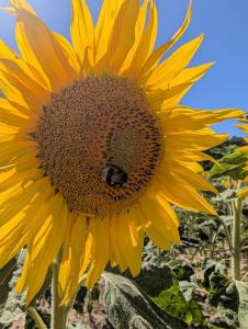 Appartements L'ISLE D'OR - LA NUIT ETOILEE - 2eme etage - : photos des chambres
