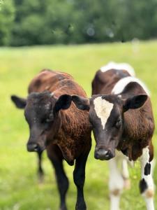 MaChatka wakacyjny dom z klimatem