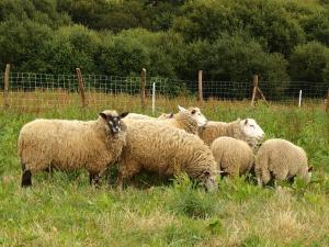 Sejours a la ferme Hof Mellon : photos des chambres