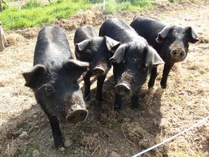 Sejours a la ferme Hof Mellon : photos des chambres