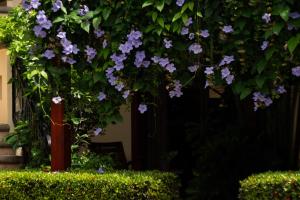 Tranquil 2BR 2BA Corteza Condo Gated Private Patio Pools Jacuzzi and BBQ Just 2 km from Beach and Downtown Jaco