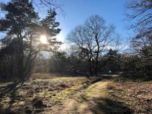 Tiny forest lodge with direct access to forest and nature