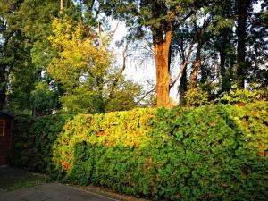 Cozy Apartment with garden and parking, near Center