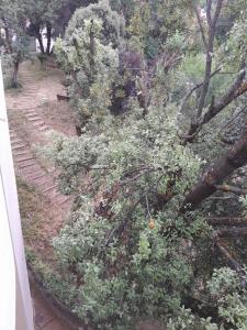 Centrical apartment in Ifrane forest and park view