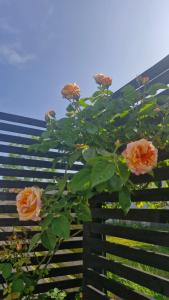 Beautiful and romantic 2 bedroom villa on the island Aeroe