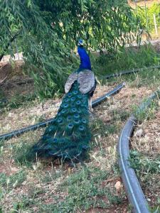 la maison dautre Nadia