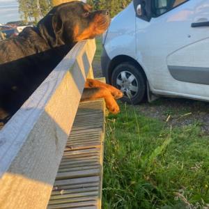 The Getaway - The Peregrine - Luxury Pet Friendly Glamping Cabin