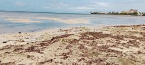 Aqua Sea Homestay Nyali Msa