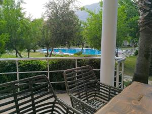 Amazonica MAGİC DREAM