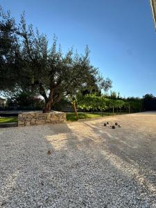 Maisons de vacances Les Olivettes : photos des chambres