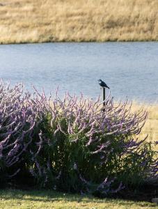 Kasteelkop Guestfarm