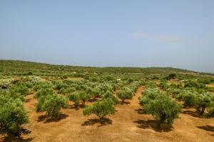 Olive Tree Horizon