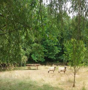 Villas Clos des Loriots : photos des chambres