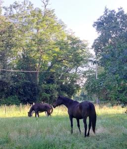 Villas Clos des Loriots : photos des chambres