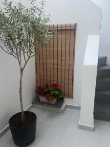 ΟTTO apts