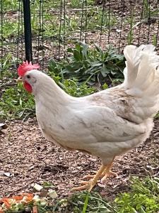 Appartements Le Mas de Cocody : photos des chambres