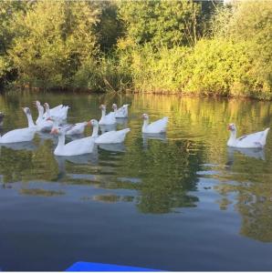 Belek Glamping House