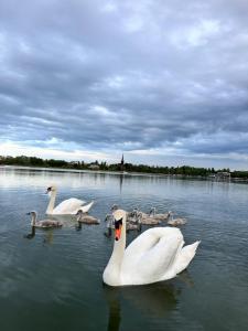 Sky44Apt Delfinariu Faleza Nord - 3hvězdičkové hotely ve městě Constanţa