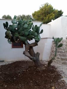 Trullo Sotto le Stelle