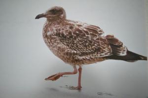 Dorumer Sielhuus 2 - Ferienwohnung mit Terrasse und Sauna