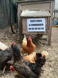 Villas Villa 6 chambres et piscine entre la mer et la ville : photos des chambres