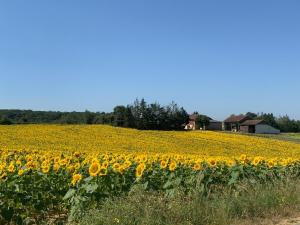 Maisons de vacances Chateau Seailles - Natural Luxury and historic charm : photos des chambres