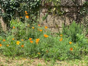 Maisons de vacances Chateau Seailles - Natural Luxury and historic charm : photos des chambres
