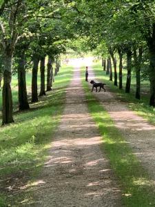 Maisons de vacances Chateau Seailles - Natural Luxury and historic charm : photos des chambres