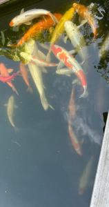 Freetimeflat Mies & Fien