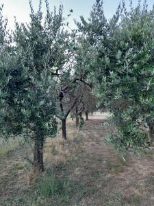 I Cuculi vacation home in Lucca