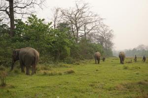 Chitwan, 44600 Chilha, Nepal.