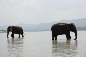 Chitwan, 44600 Chilha, Nepal.