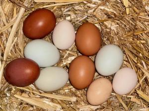 Villas Air-conditioned villa with fresh eggs & vegetables : photos des chambres