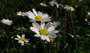 Villa Eleia Bodrum - Olive Garden & Stone House
