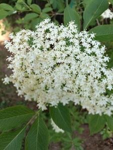 Gospodarstwo Agroturystyczne U Stasików