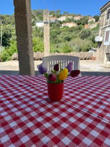 Apartman Desa Babino zlato