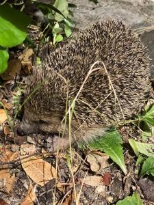 Maisons de vacances La Maison du Petit Herisson de 170 m2 avec jardin parking accueil de 6 personnes barbecue : photos des chambres