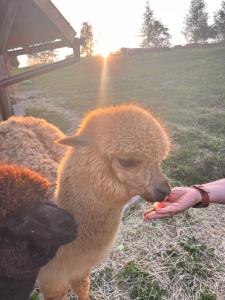 Pienińskie Herbarium dobre samopoczucie, wellness, mini zoo, poczujesz folklor Pienin