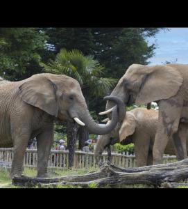 Appartements Gite SOUAI ET ZEN , 5 mn du Zooparc de Beauval : photos des chambres